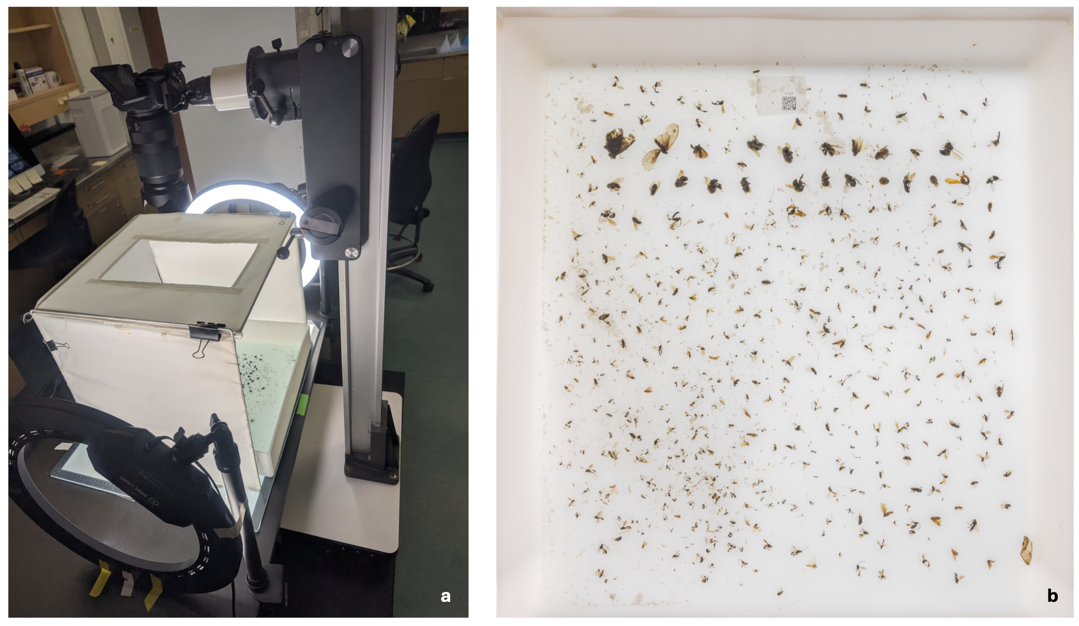 BugSR paper preview
