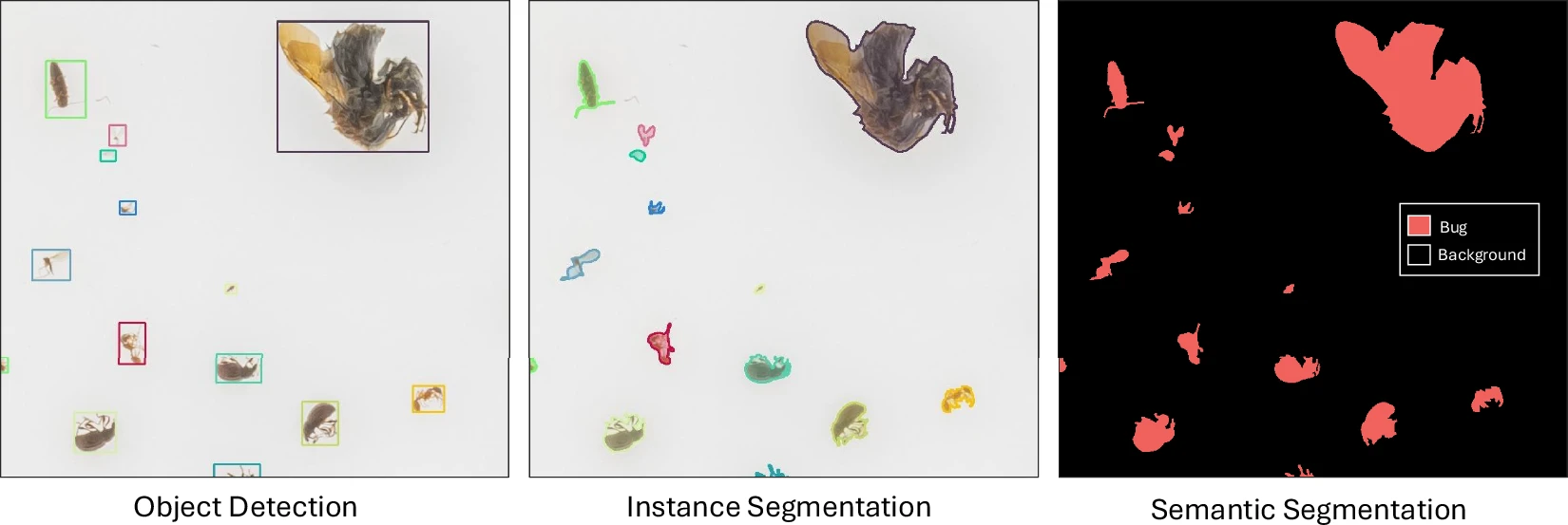 Multi-modal insect biodiversity dataset preview